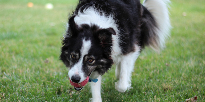 border collie with a ball